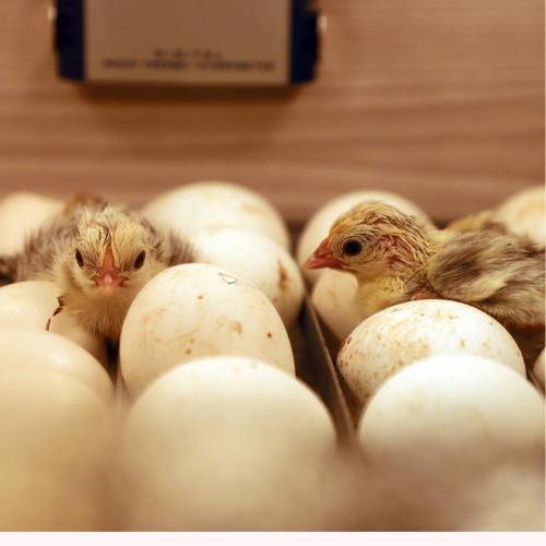 A Profitable Egg Hatching Business in South Africa