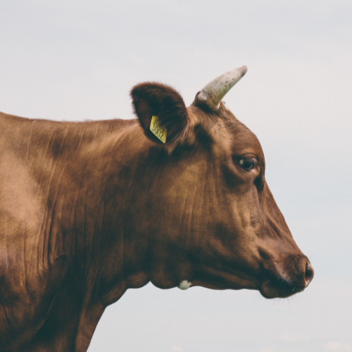 Start A Beef Meat Selling Business in South Africa (From One Cow to Full Operation)